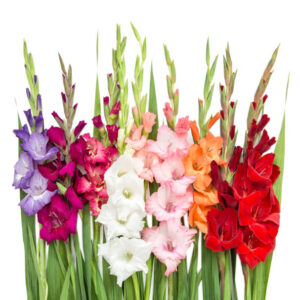 Gladiolus Red, pink, blue, orange, light pink, purple