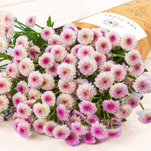 Button chrysanthemum