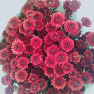 Chrysanthemums 8