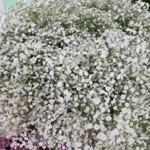Gypsophila 1