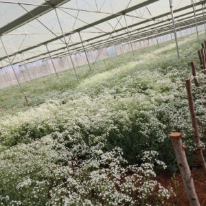 Gypsophila 2