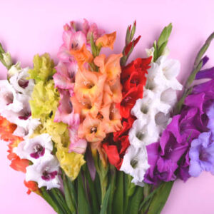Gladiolus Red, pink, blue, orange, light pink, purple